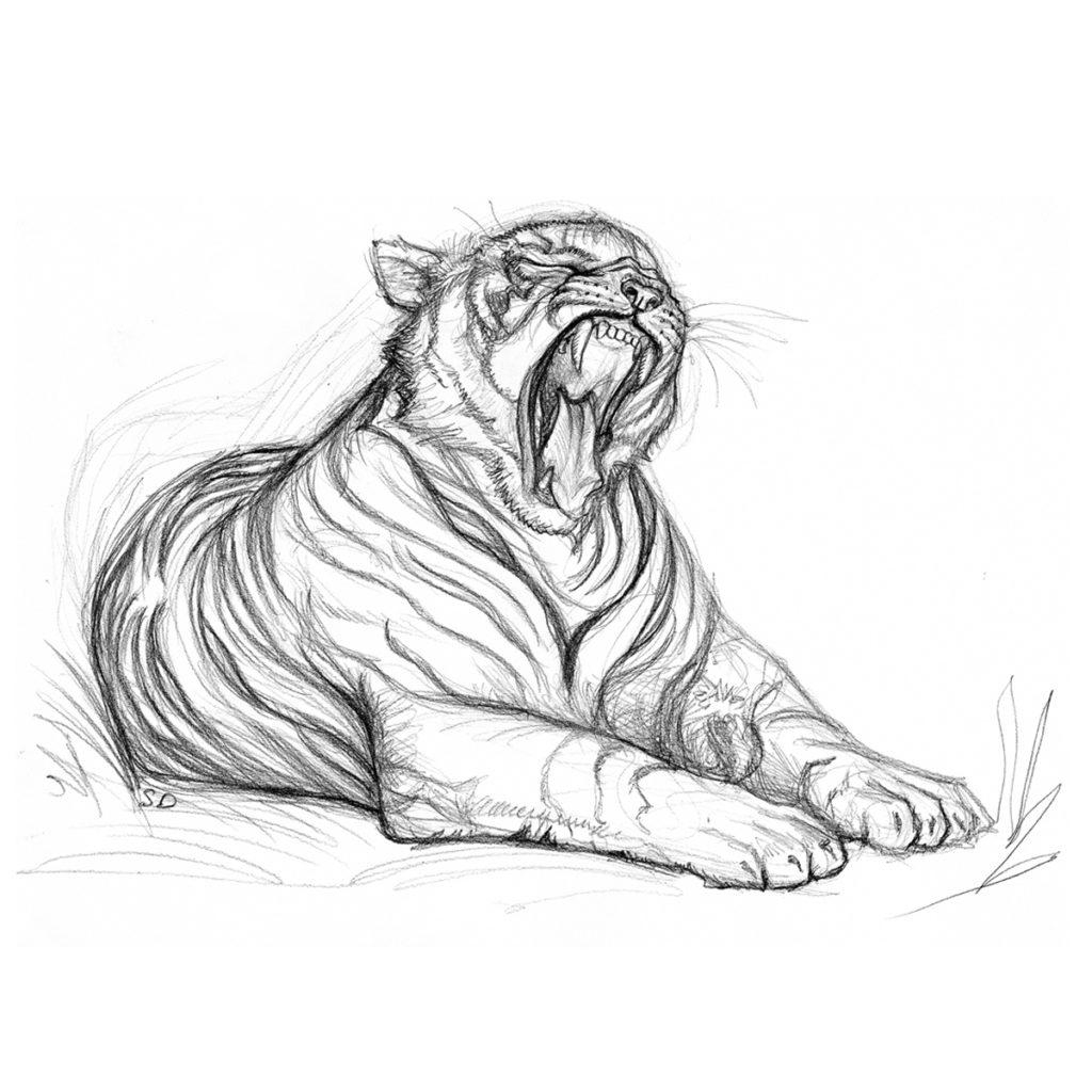 Tigre motif collection Les Grosses Bêtes