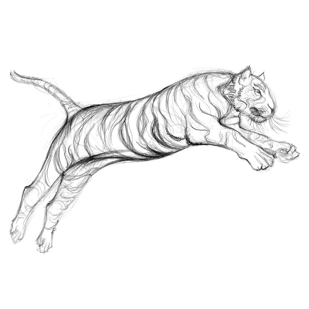Tigre bondissant
